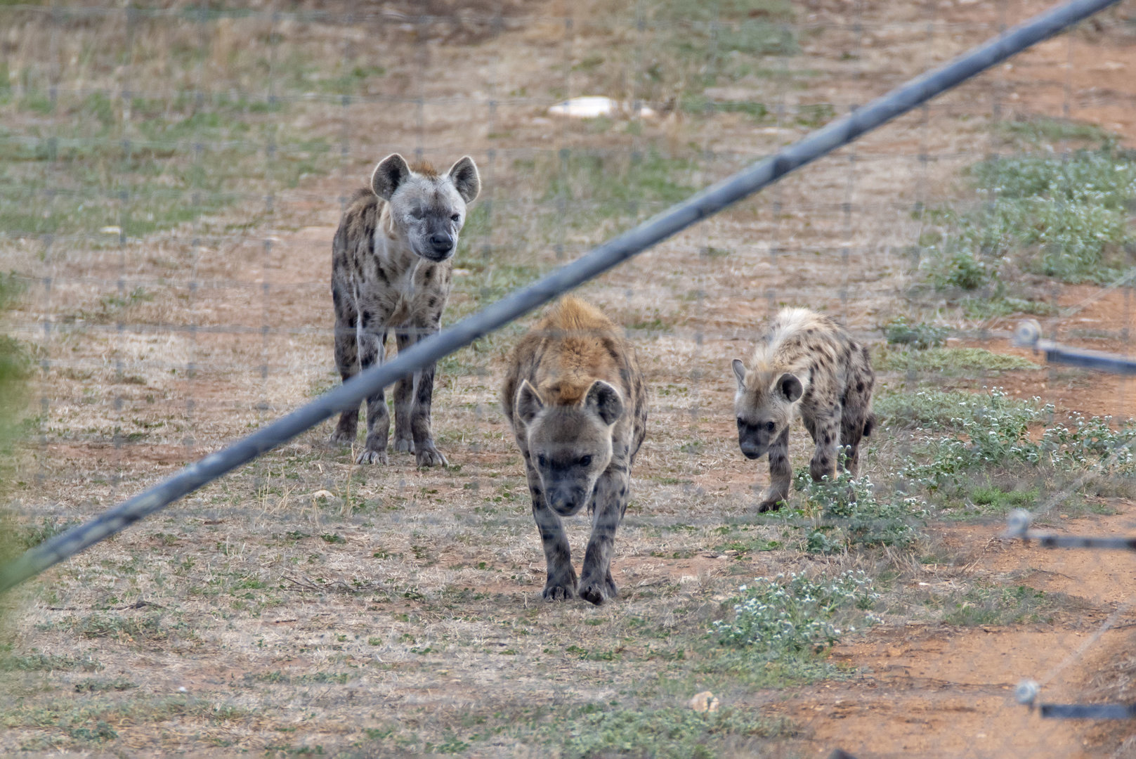 Spotted Hyena 'Gamba', 'Forest, and 'Jabali'