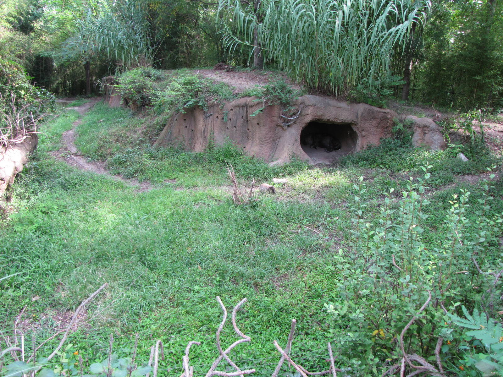 Spotted Hyena Habitat - Rivers Edge