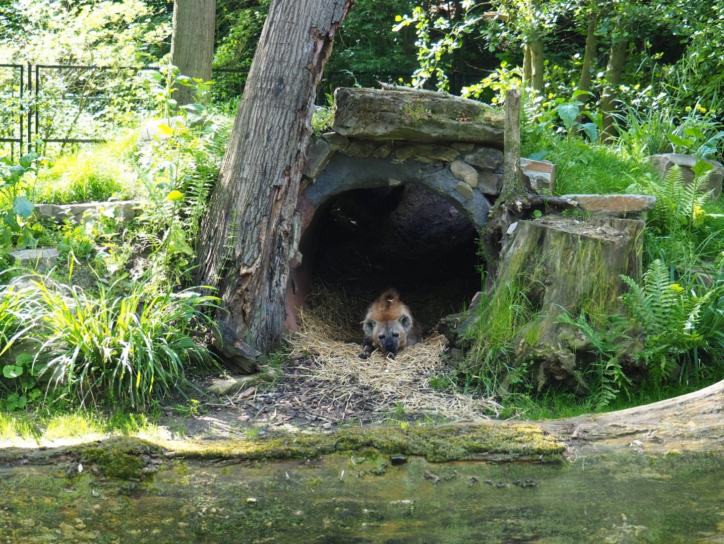 Spotted hyena hide, 2019-05-31