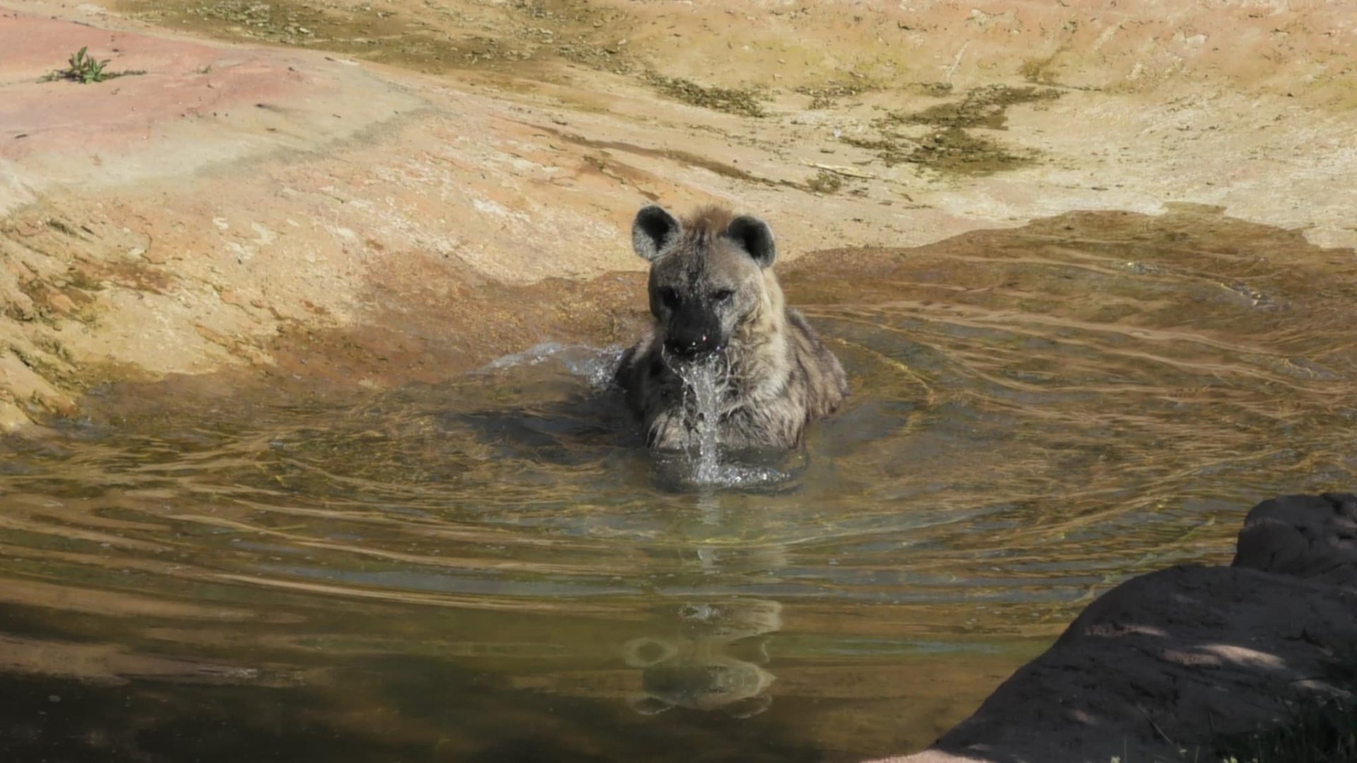 Spotted hyena in the water