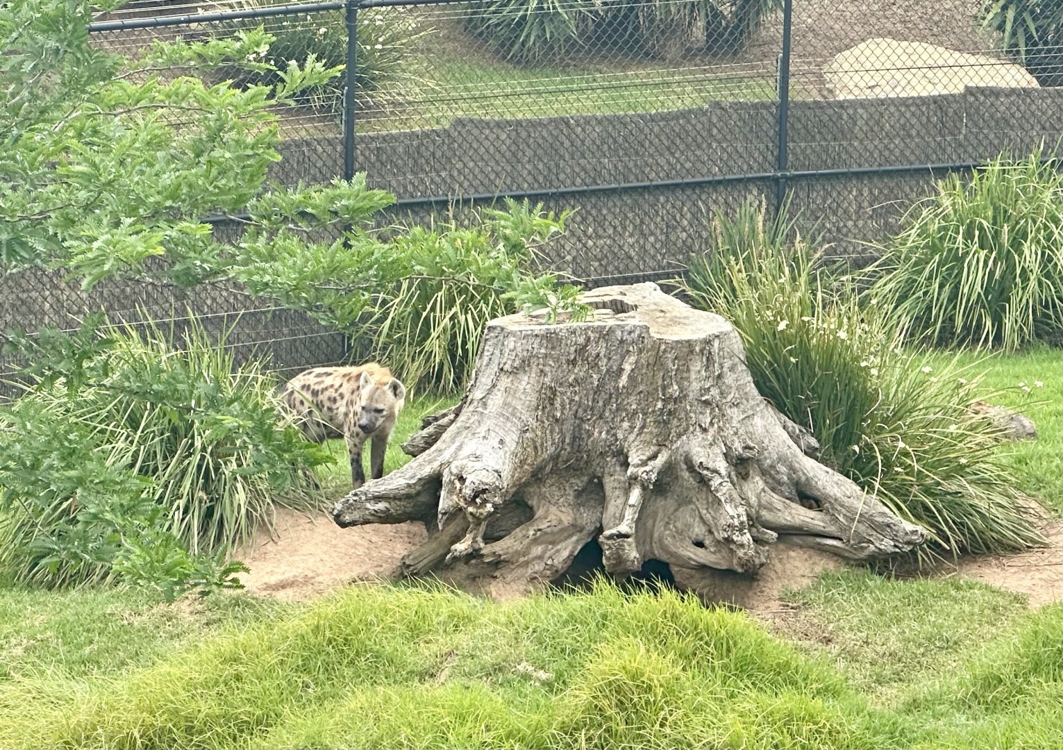 Spotted Hyena Inspecting Den