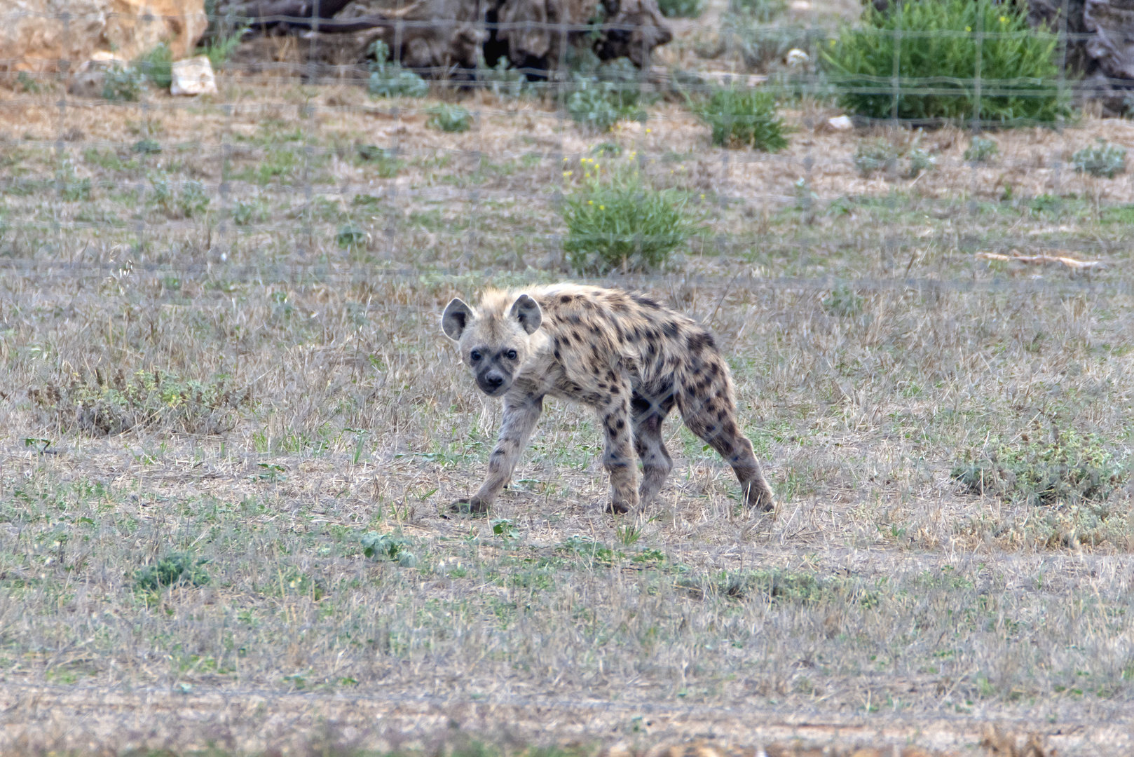 Spotted Hyena 'Jabali'