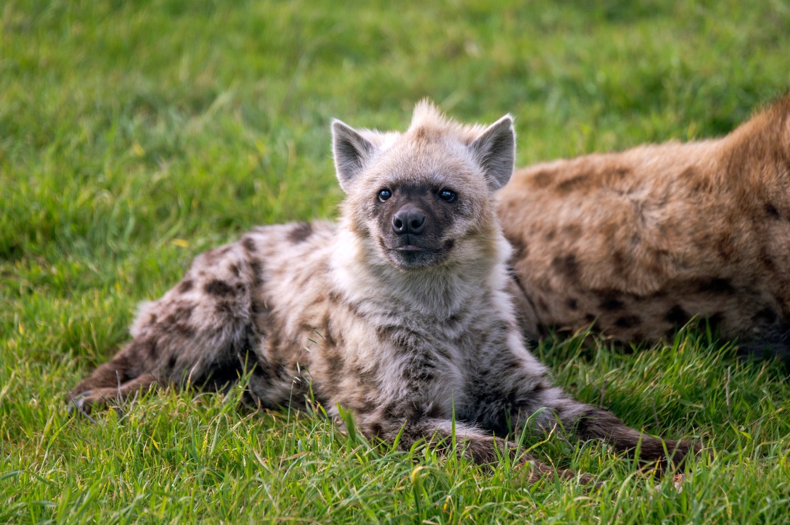 Spotted hyena 'Jabali'