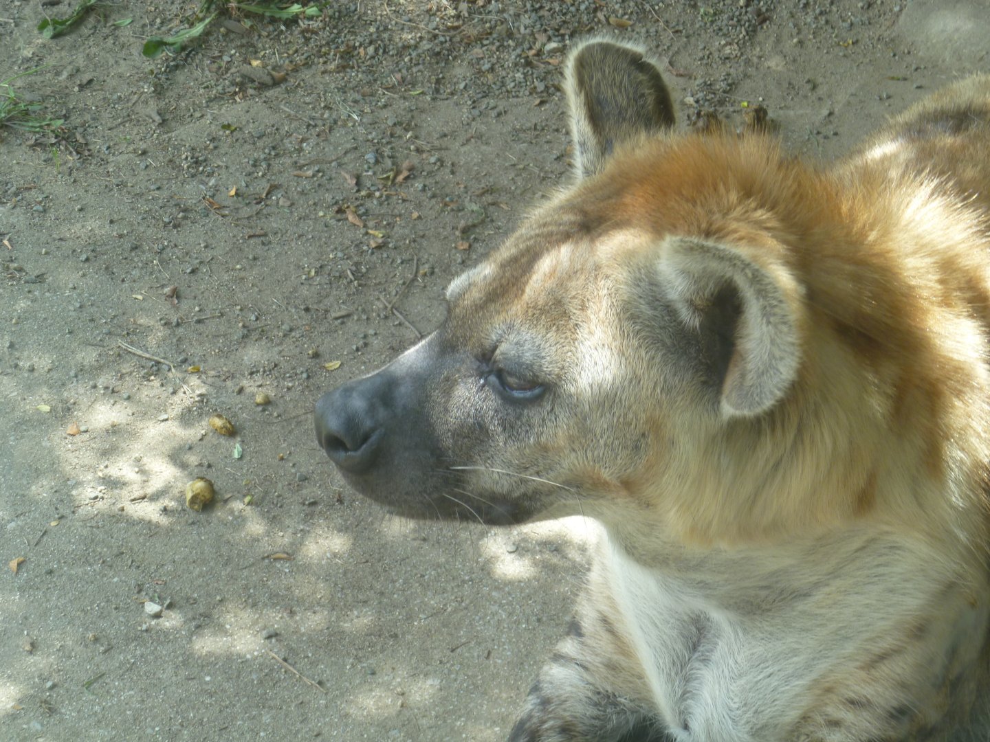 Spotted hyena July 2016