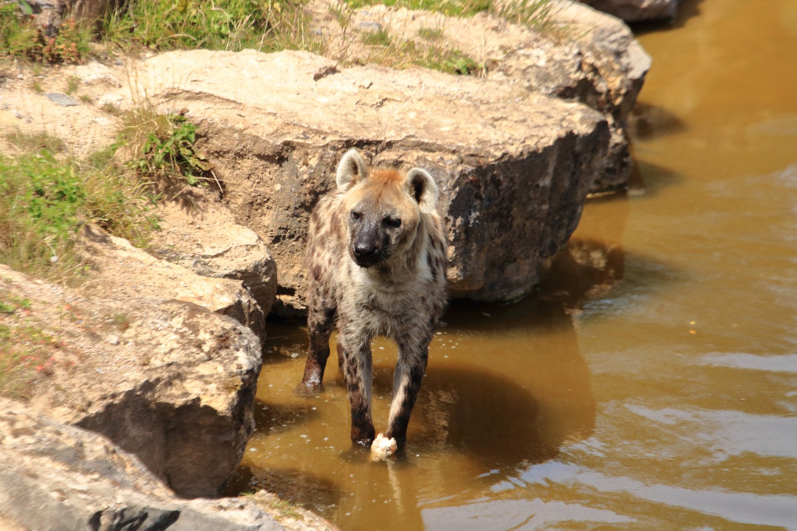 Spotted hyena (July 2020)