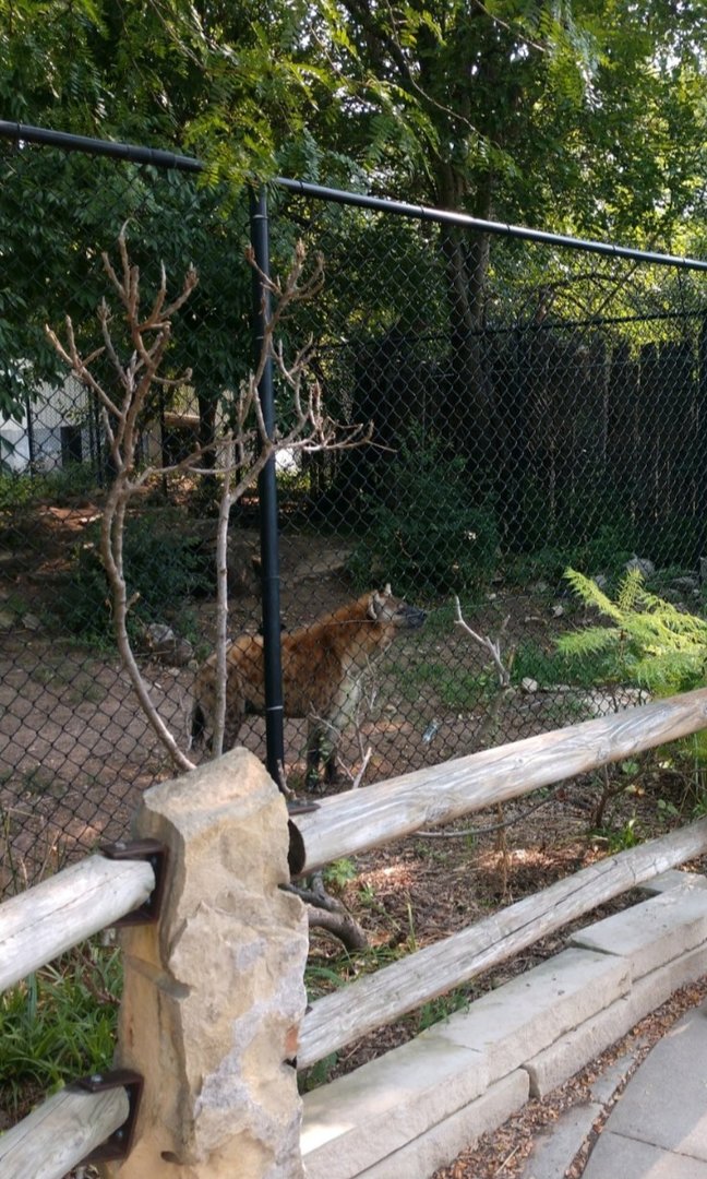 Spotted Hyena (July 2021)