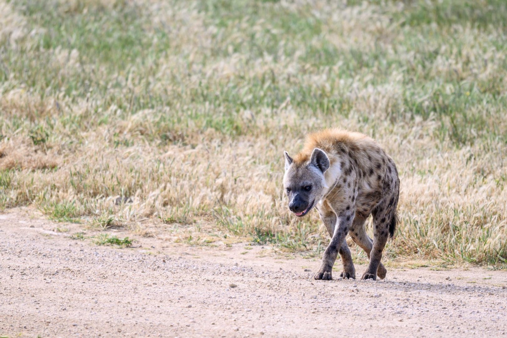 Spotted hyena 'Kanzi'