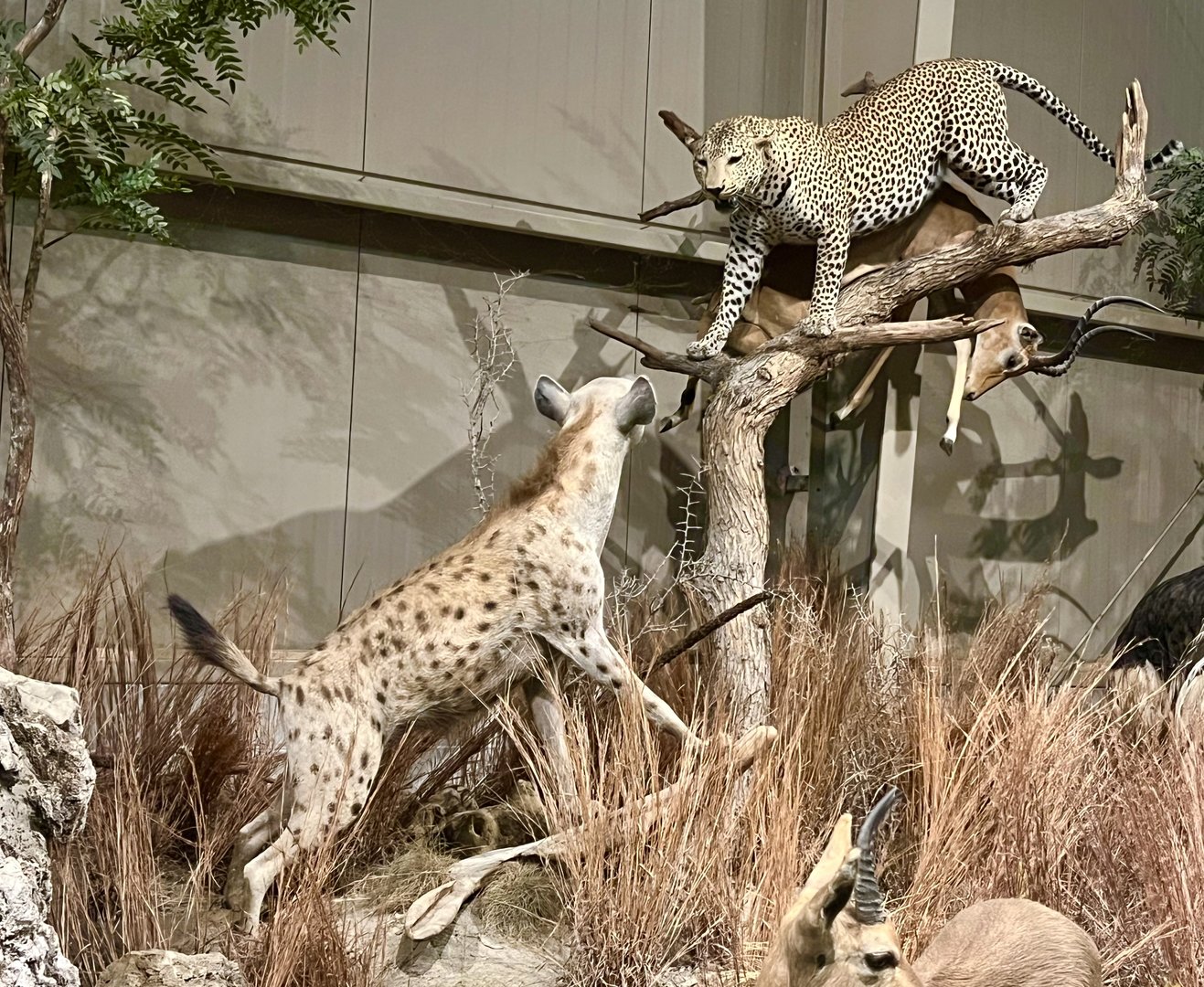Spotted Hyena, Leopard, and Impala
