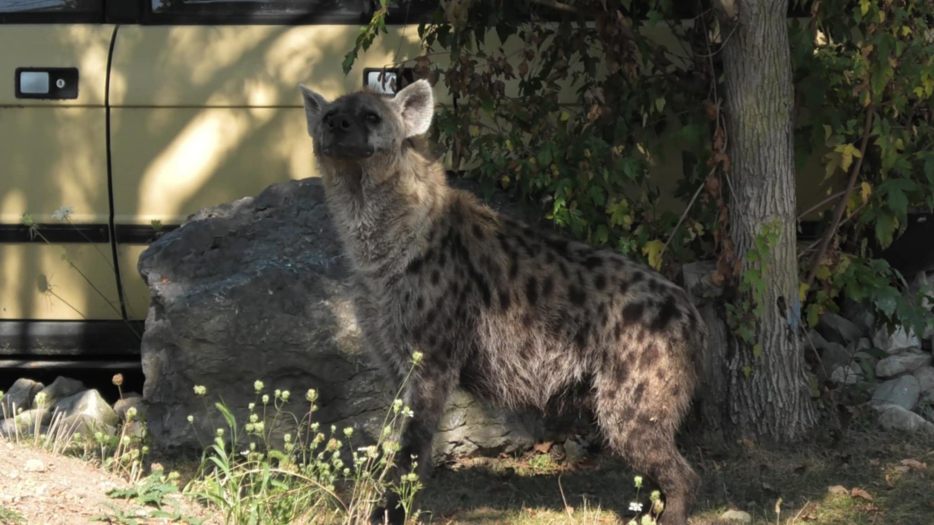 Spotted hyena looks up in the sky