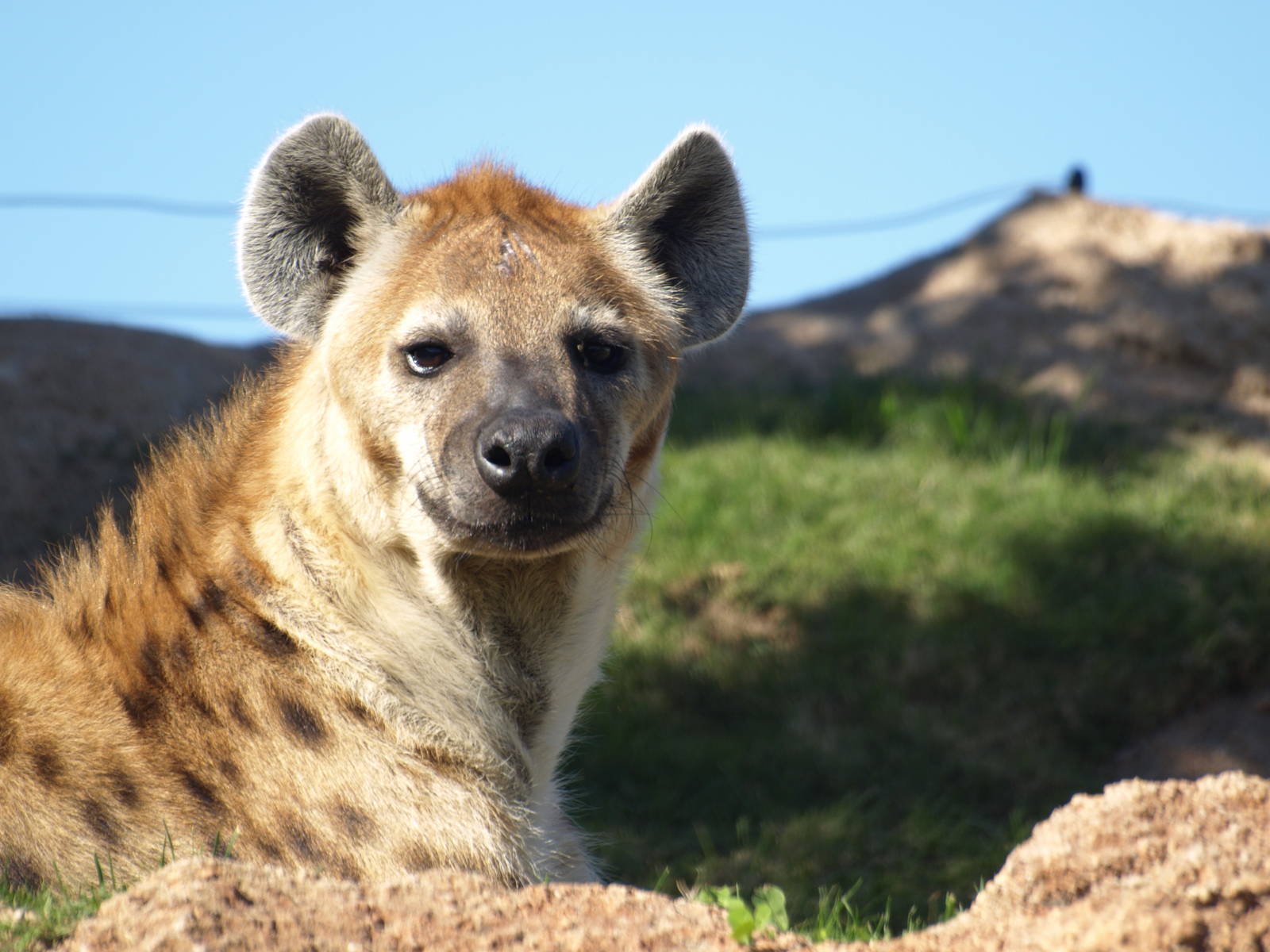 spotted hyena male
