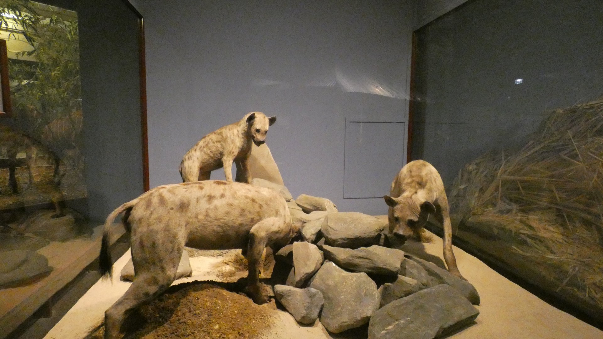 Spotted Hyena, Mammals of Africa - Feb. 2022