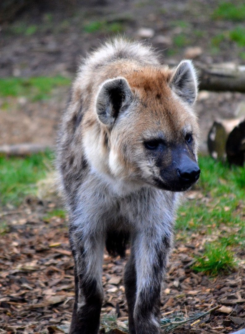 Spotted Hyena - March 2017