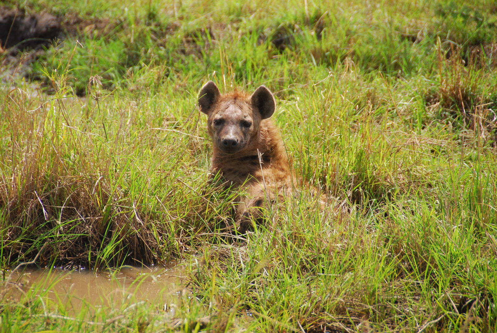 Spotted Hyena - Masai Mara NR