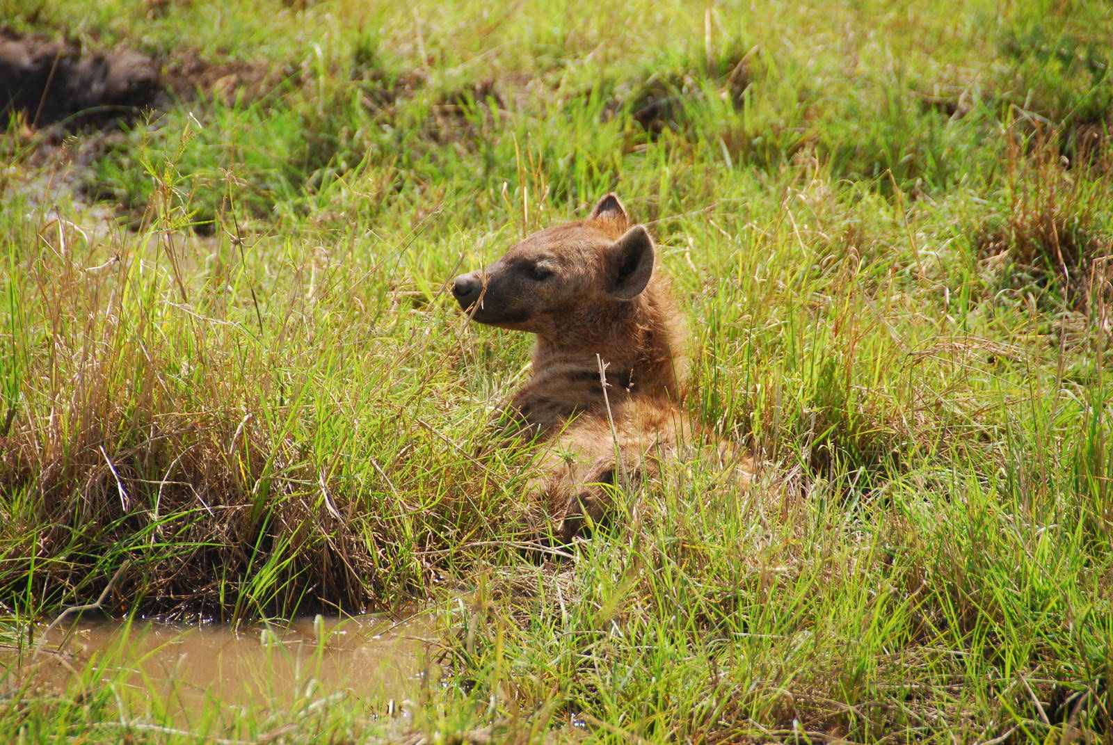 Spotted Hyena - Masai Mara NR