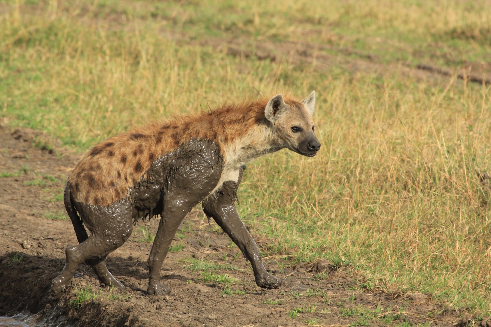 Spotted Hyena - Masai Mara (September 2018)