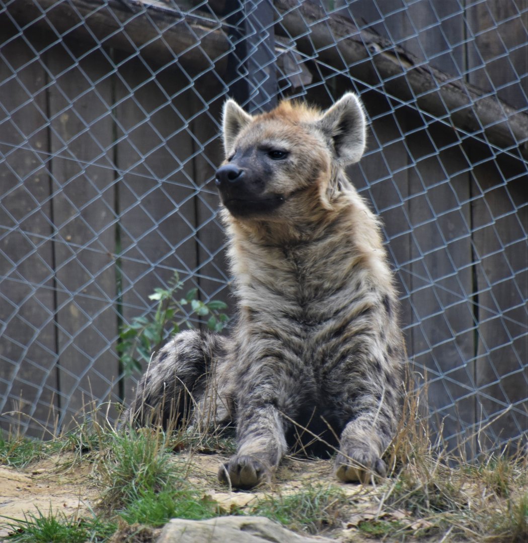 Spotted hyena matriarch