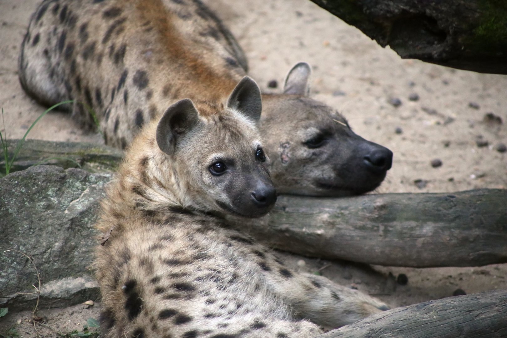 Spotted Hyena, Mom and Daughter