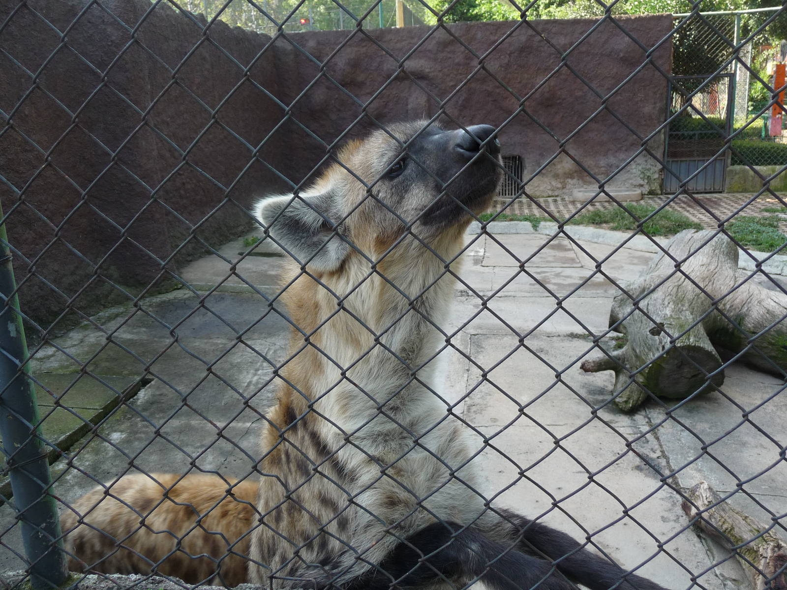spotted hyena morelia zoo