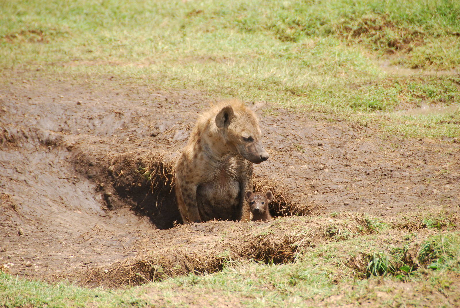 Spotted Hyena Mother & Pup - Masai Mara NR