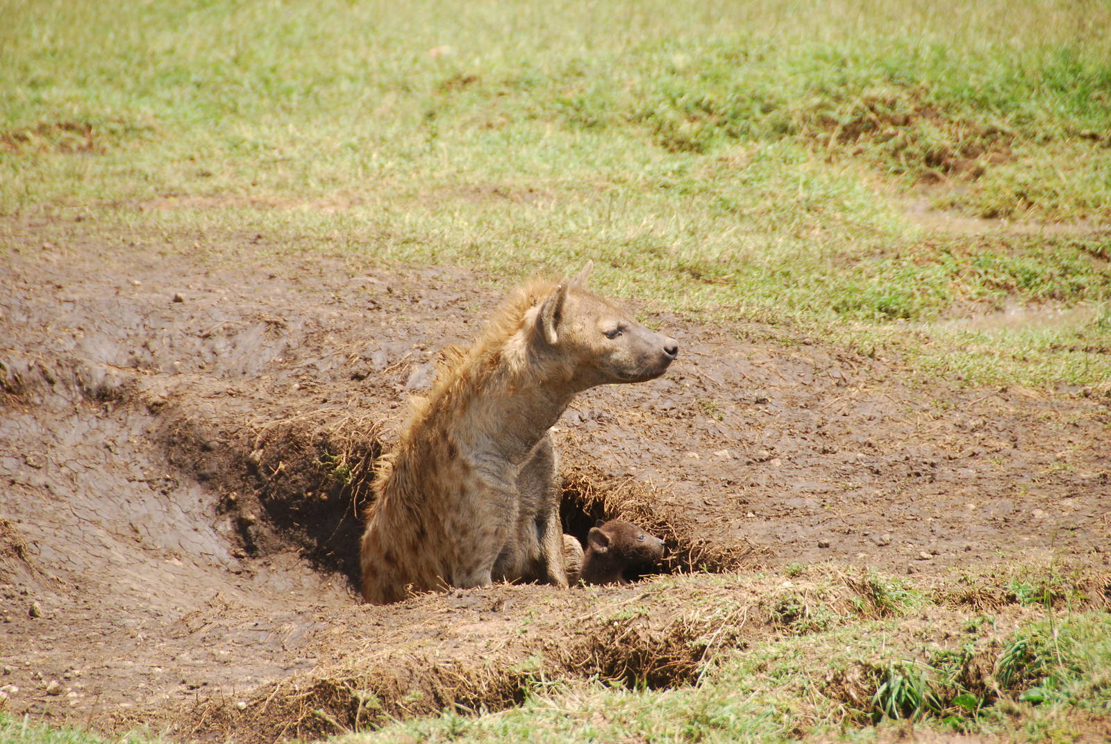 Spotted Hyena Mother & Pup - Masai Mara NR