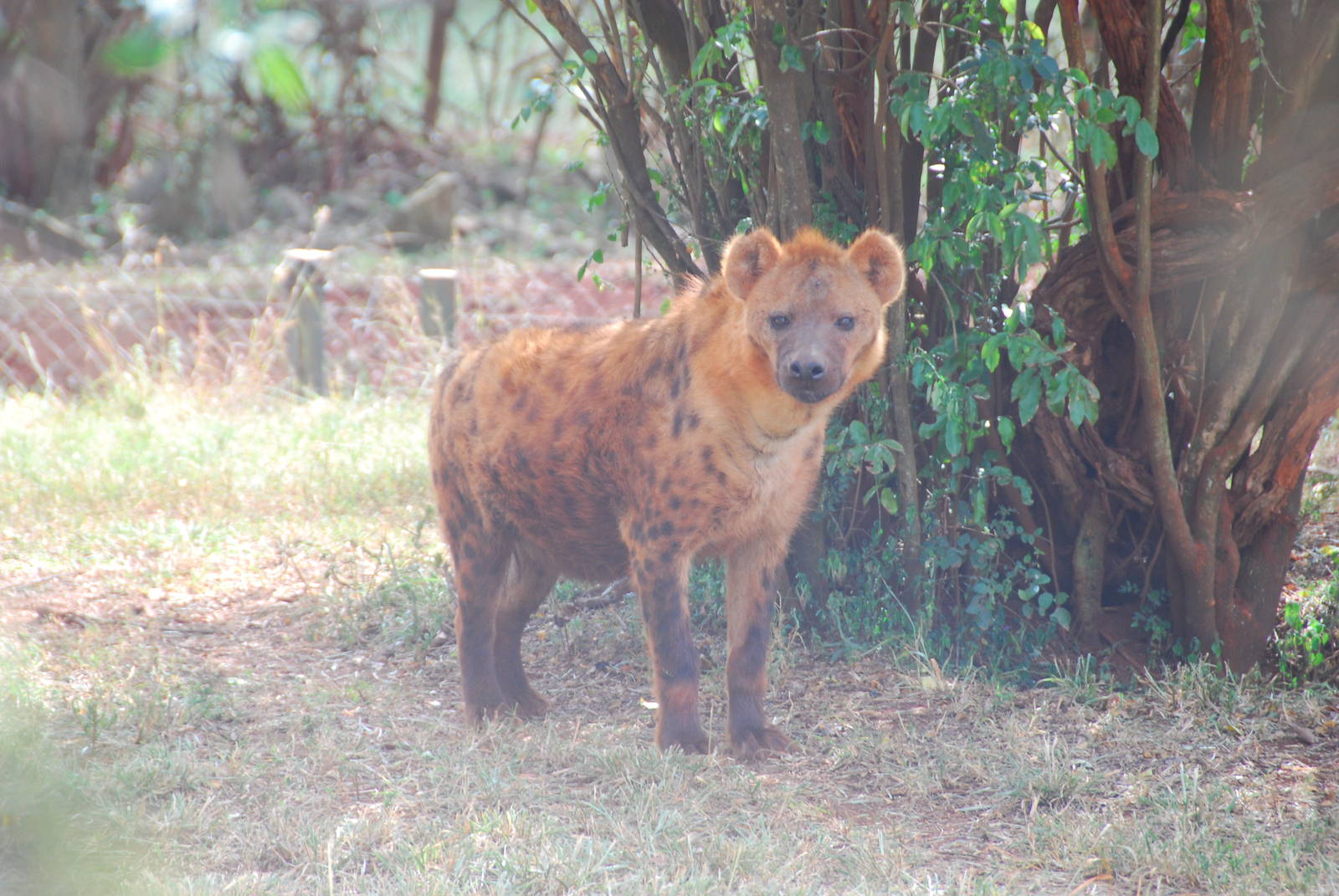 Spotted Hyena - Nairobi Safari Walk