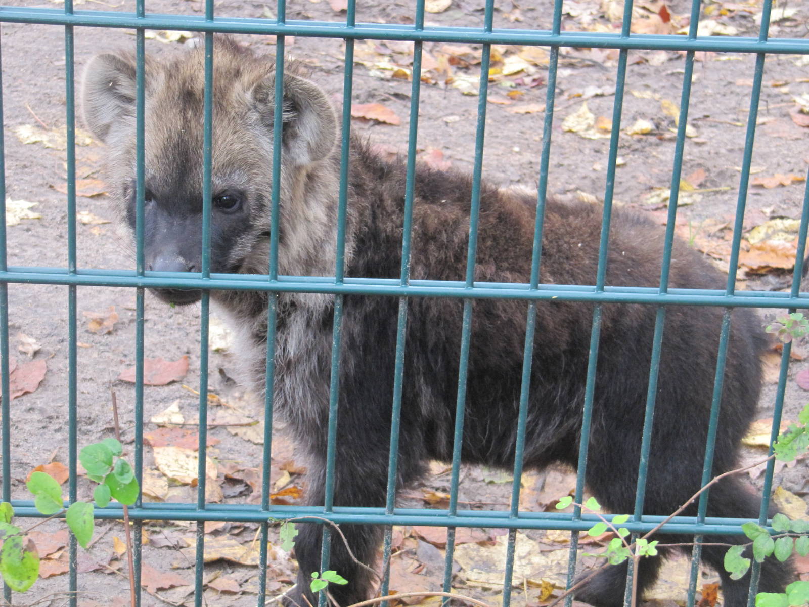 spotted hyena nov 2010