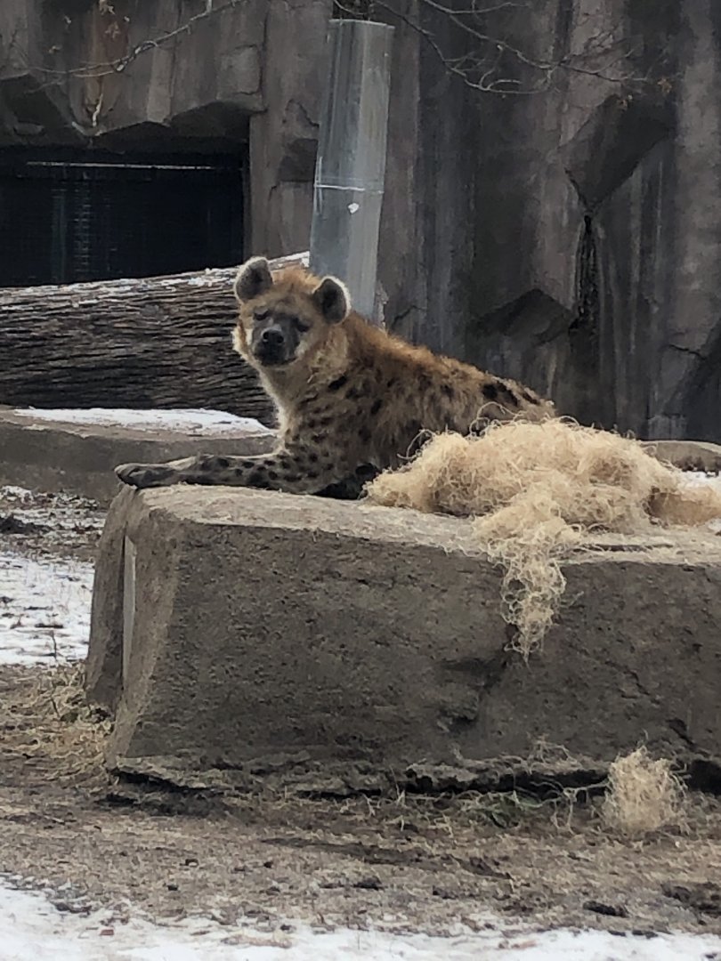Spotted Hyena "Nyota"