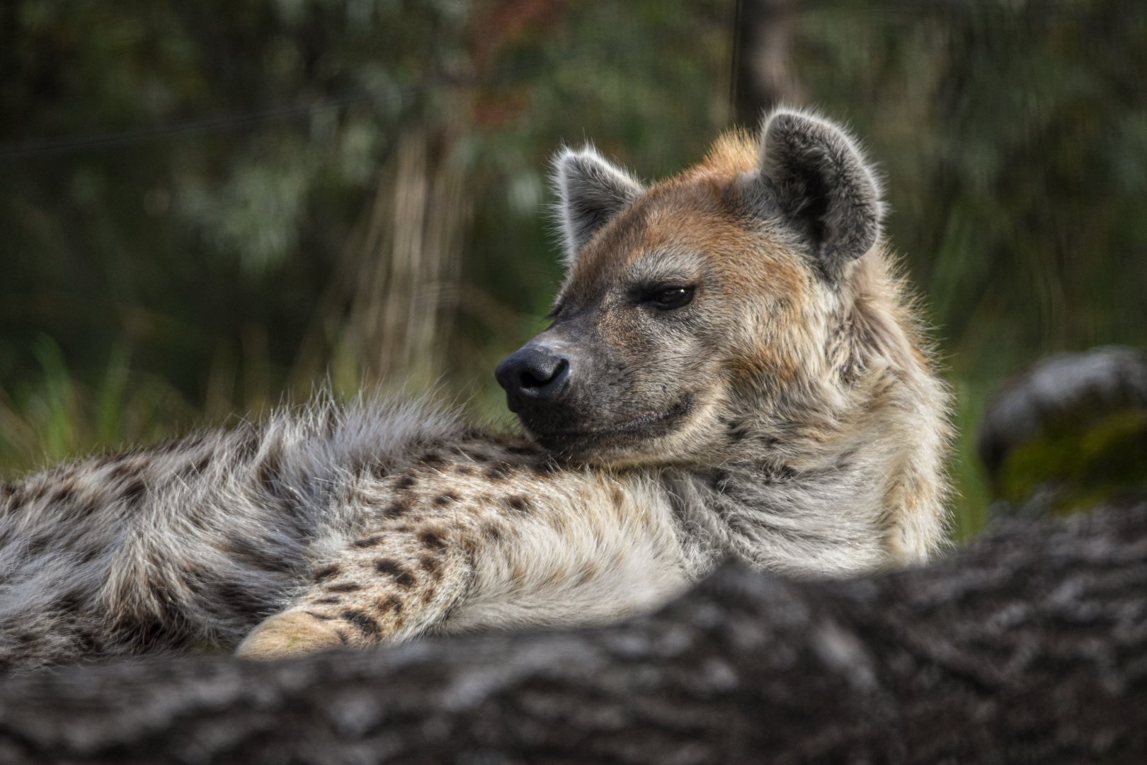 Spotted hyena (October 2020)