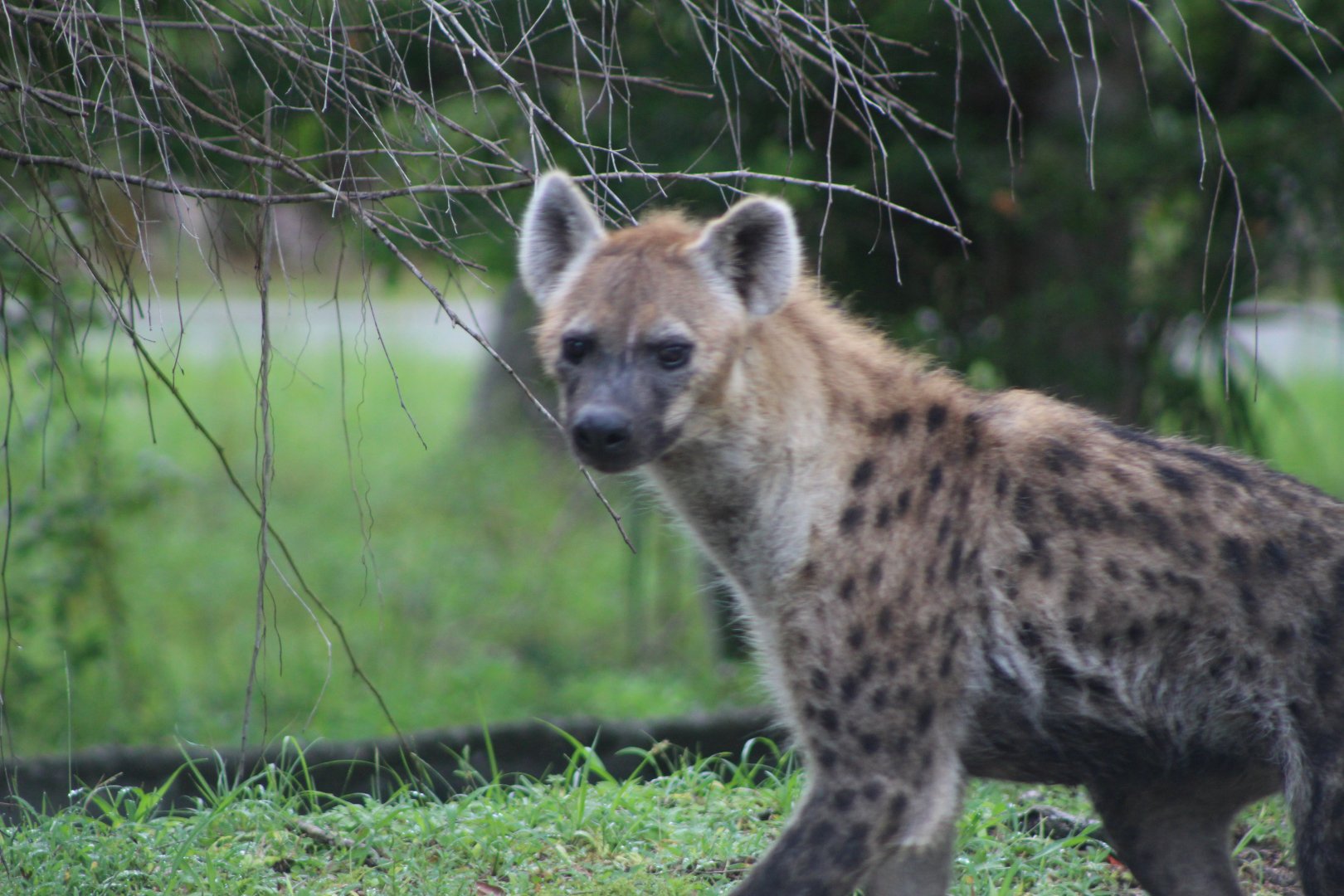 Spotted Hyena on the Move