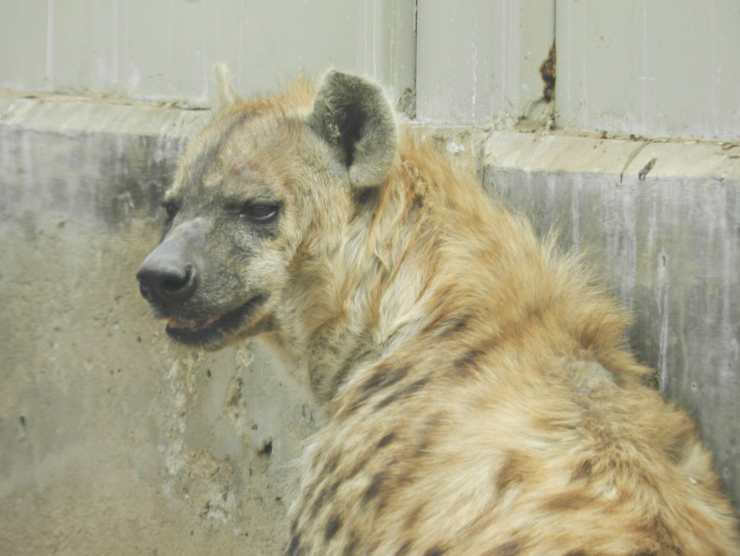 Spotted hyena - Parque Zoológico Huachipa