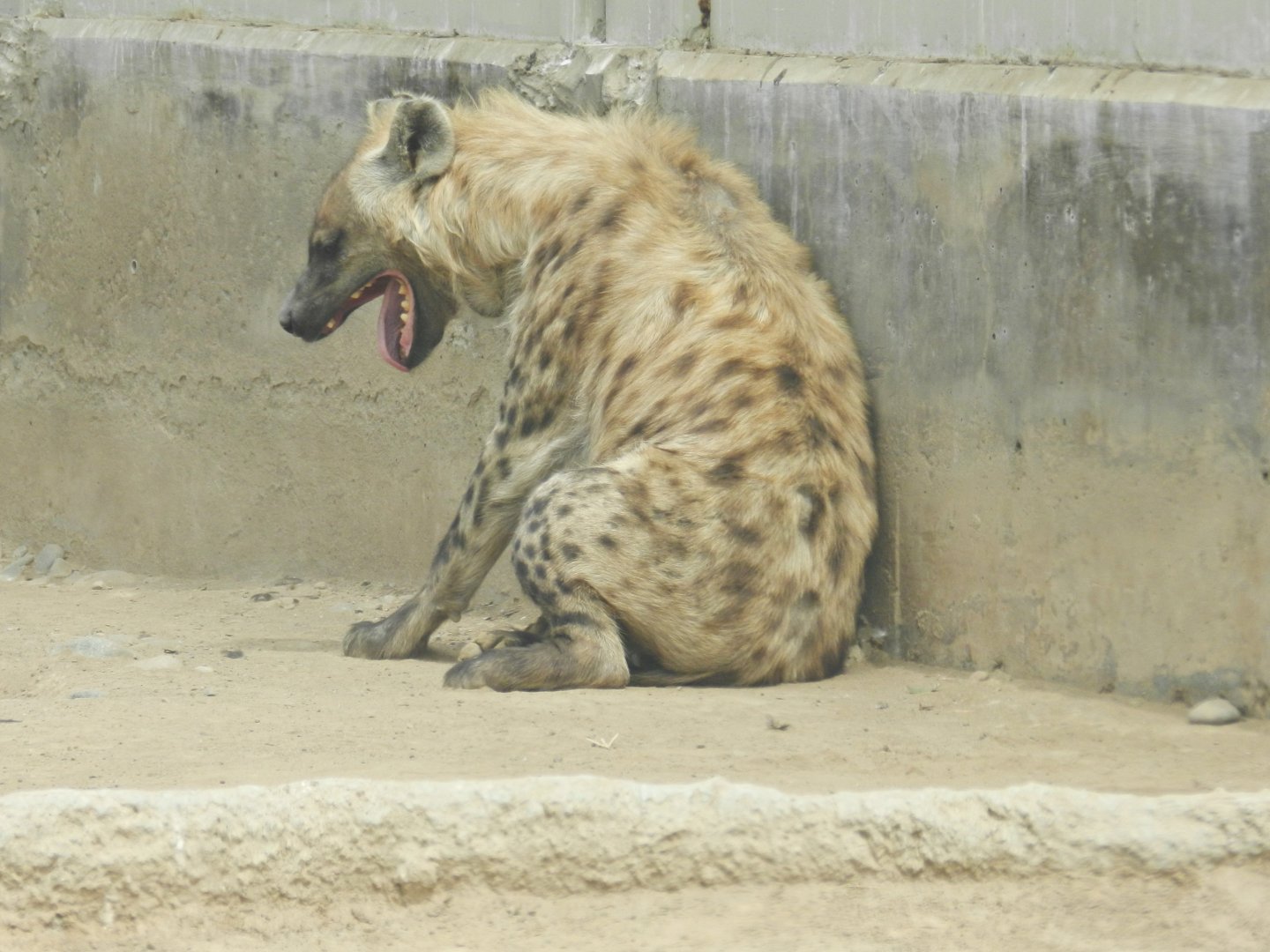 Spotted hyena - Parque Zoológico Huachipa