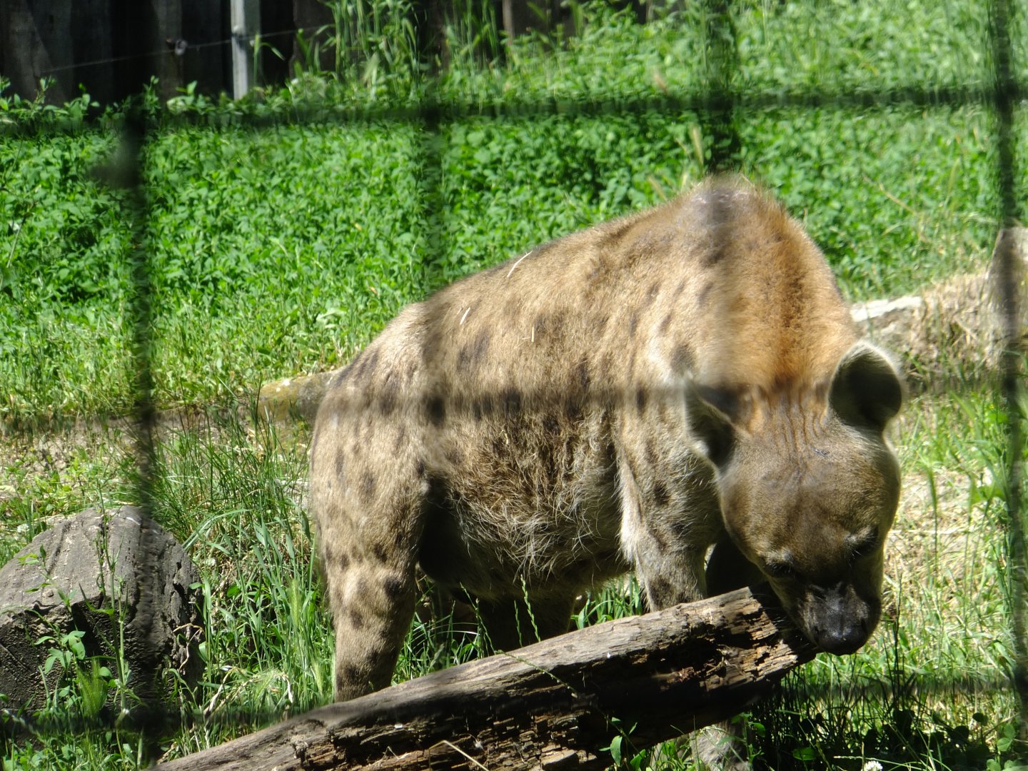 Spotted hyena playing with a stick