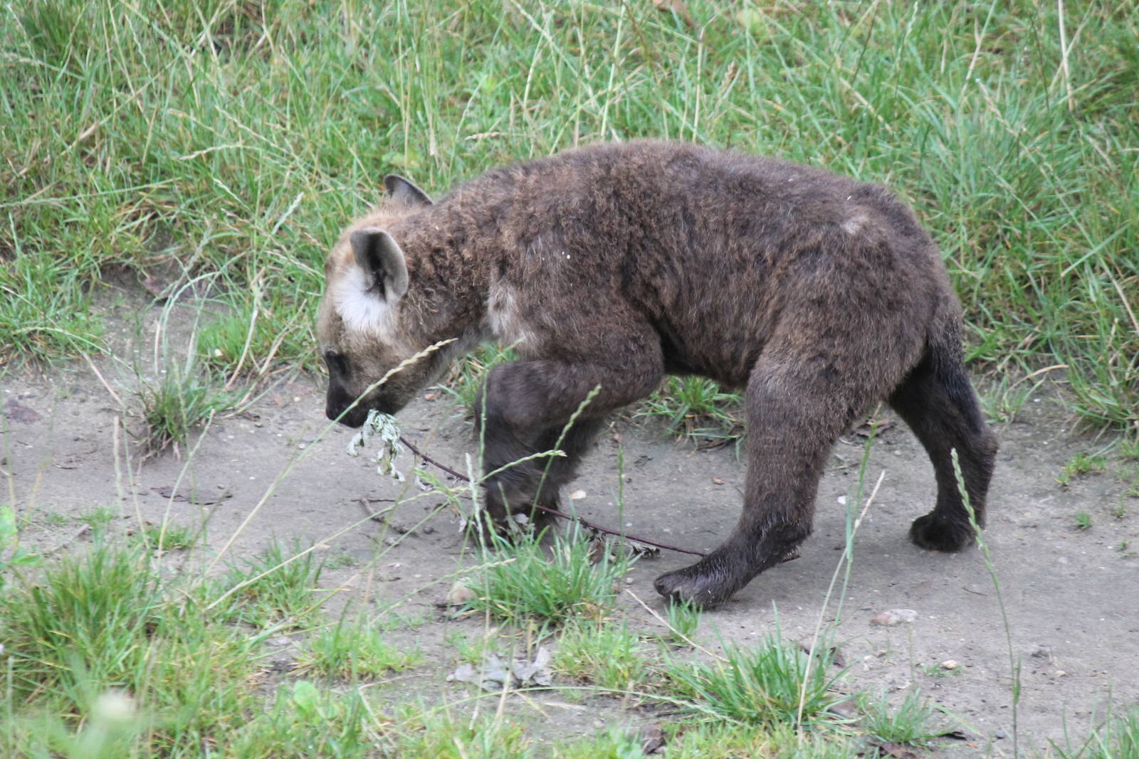 Spotted Hyena pup