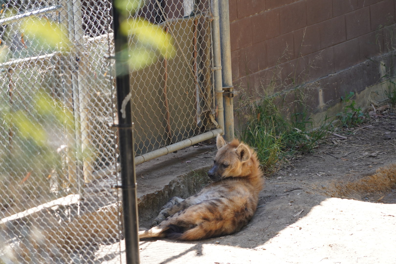 Spotted hyena resting