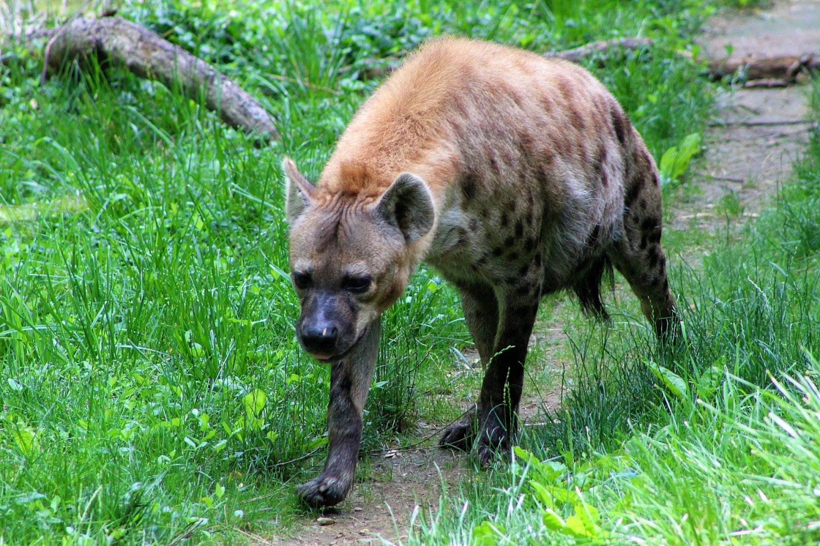 Spotted Hyena - Rivers Edge