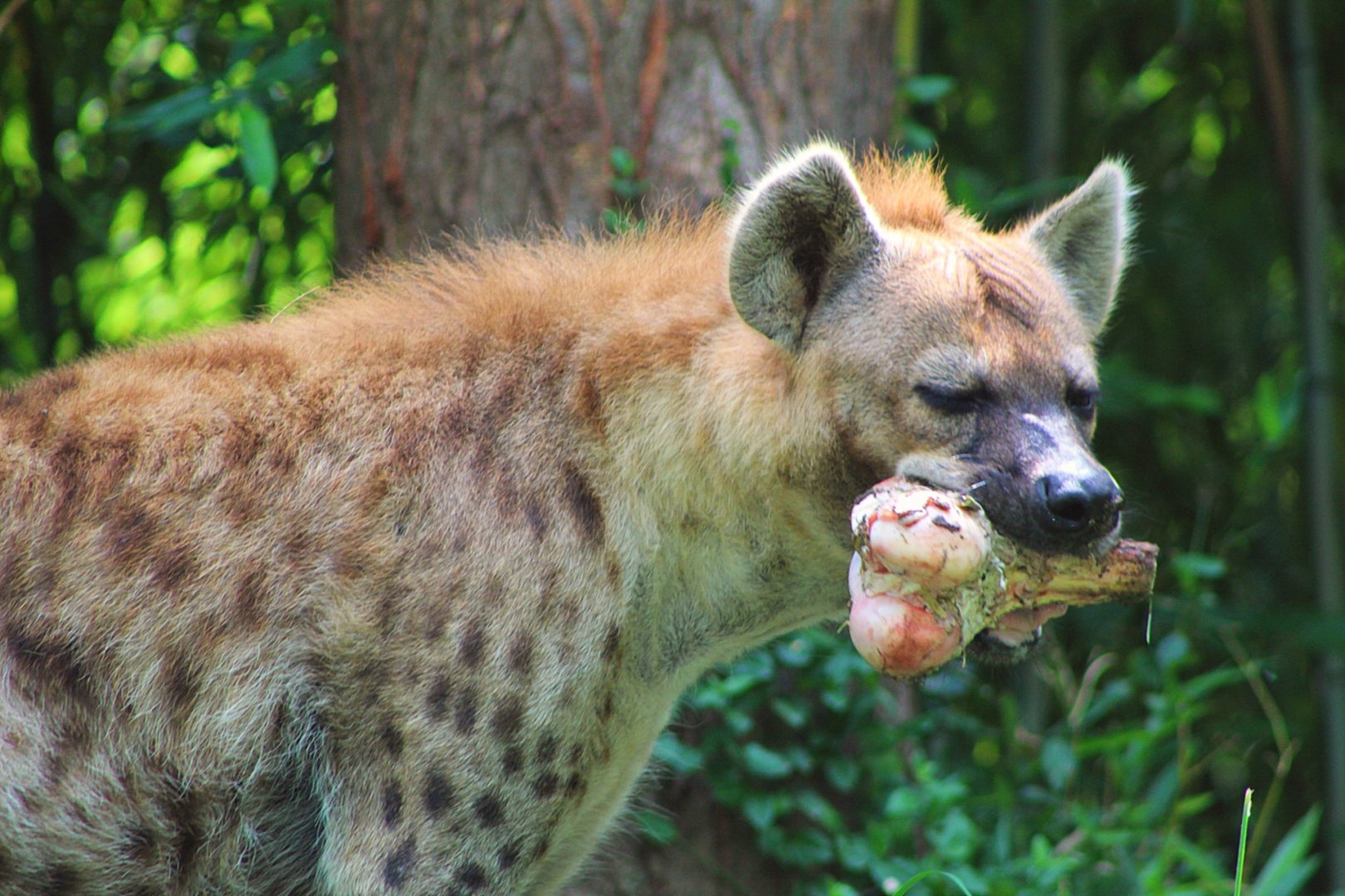 Spotted Hyena - Rivers Edge
