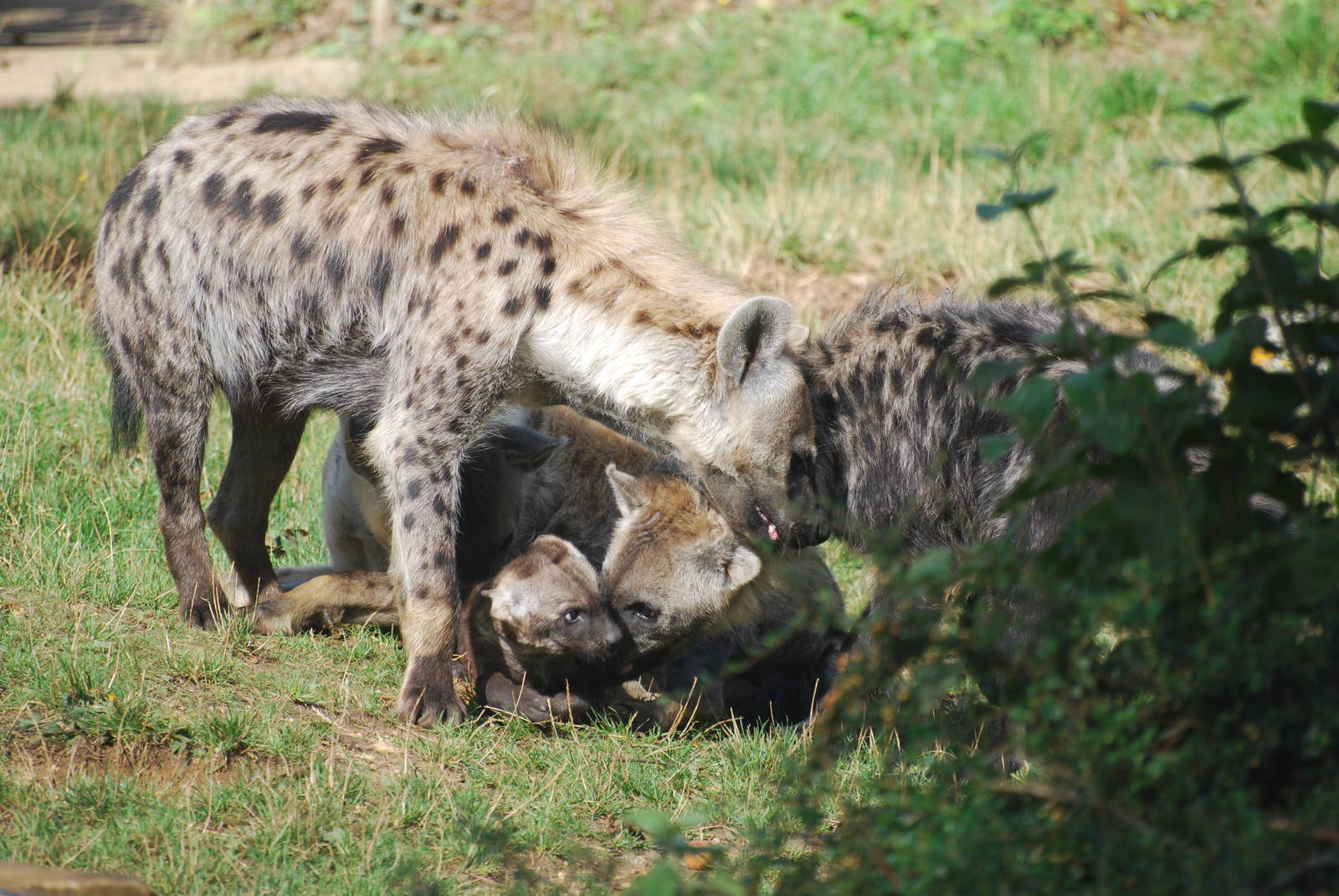 Spotted hyena scrummage