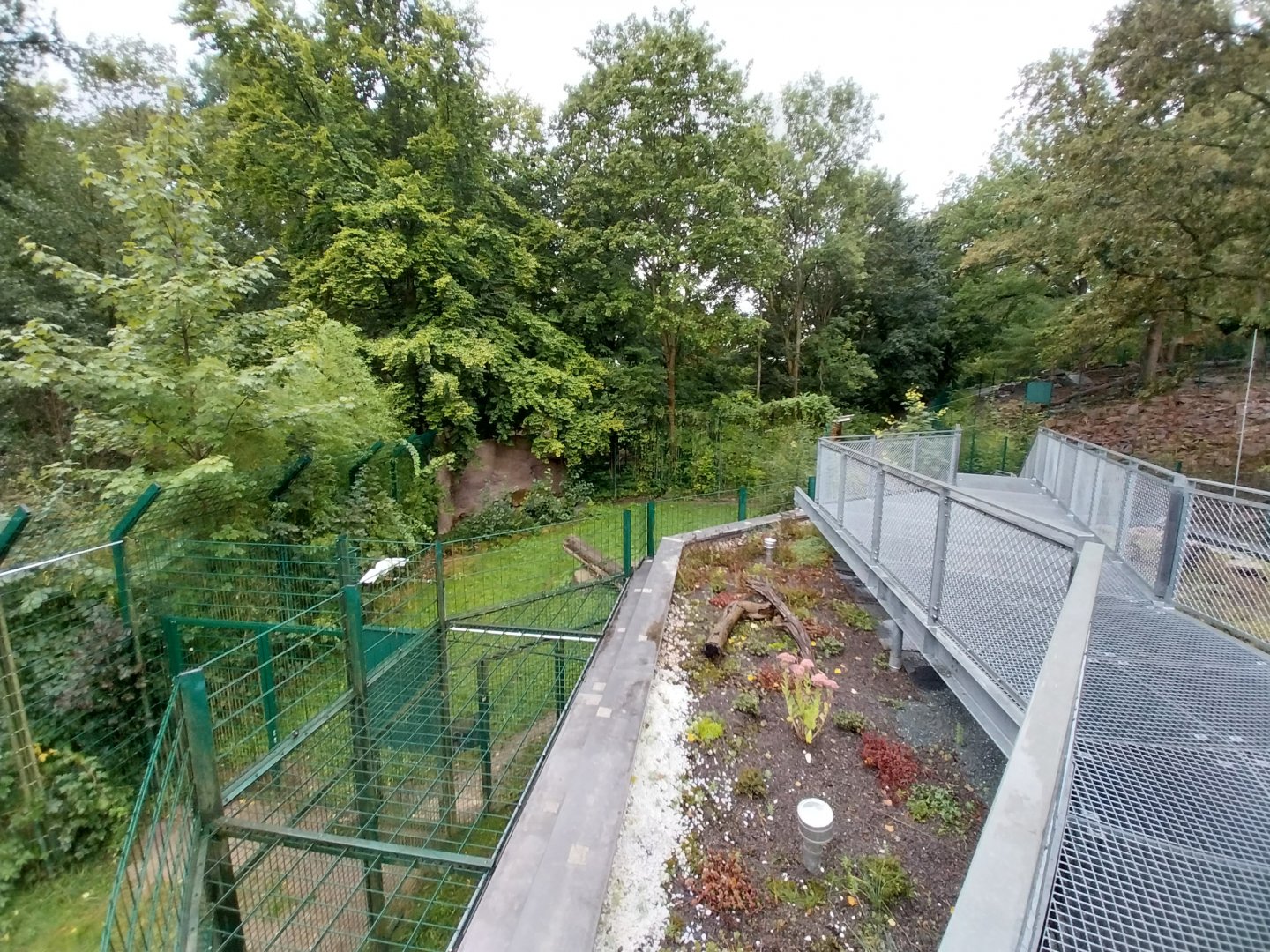 Spotted hyena second enclosure