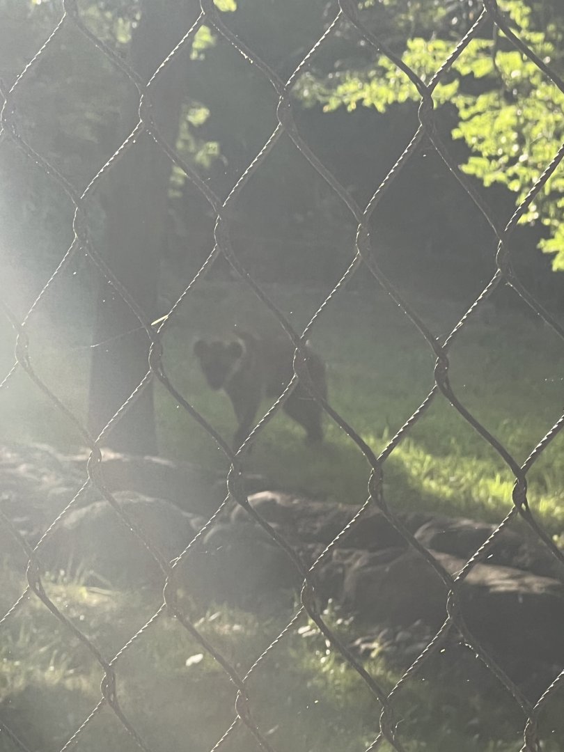 Spotted Hyena Silhouette