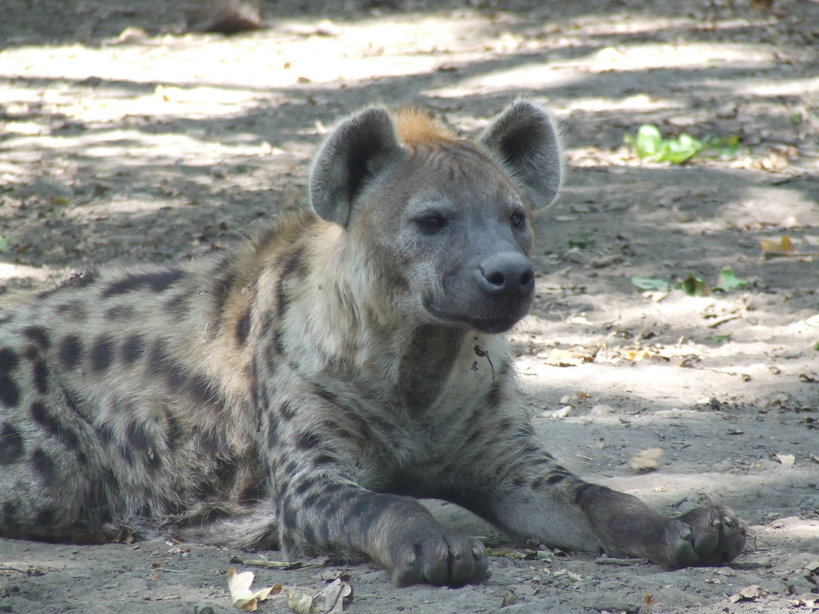 Spotted hyena @ Szeged Zoo, Hungary