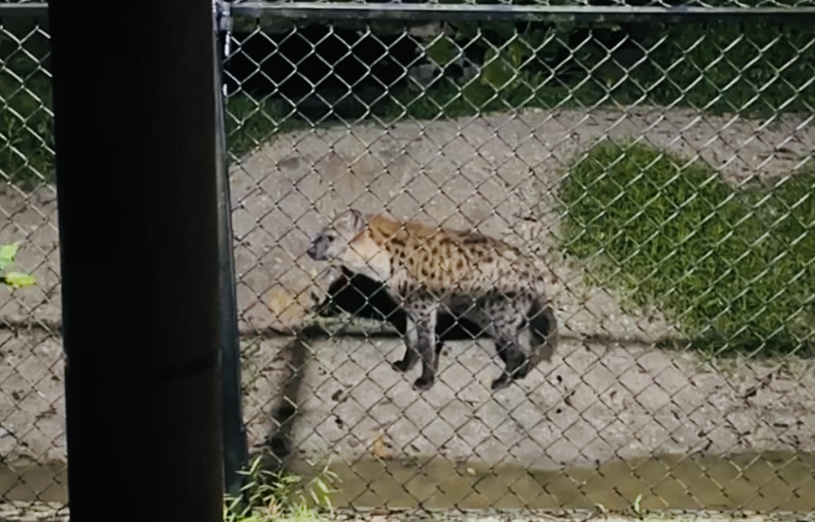 Spotted Hyena , Taiping Zoo and Night Safari, Perak, Malaysia