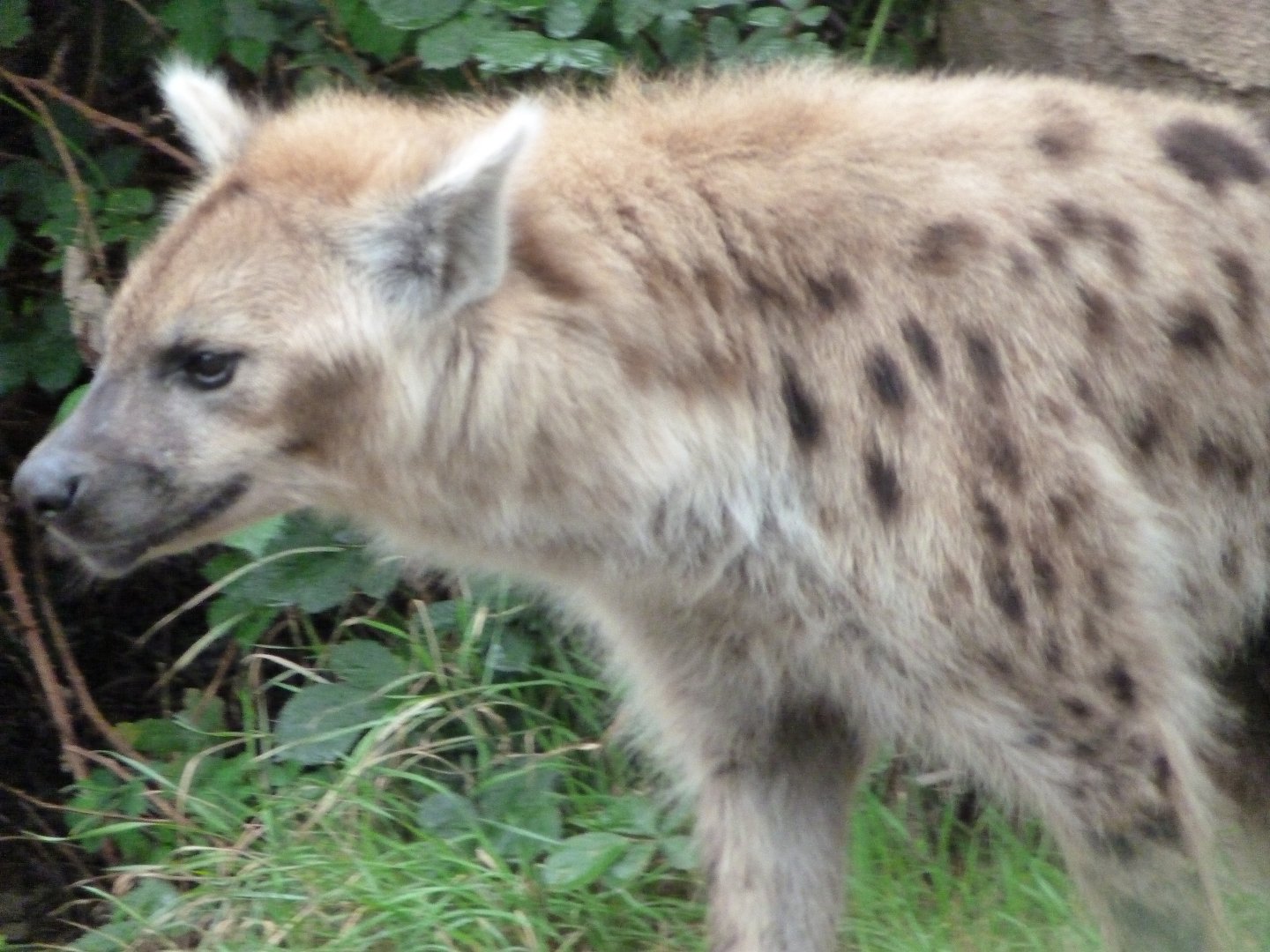 Spotted hyena -Tierpark Berlin (2024)