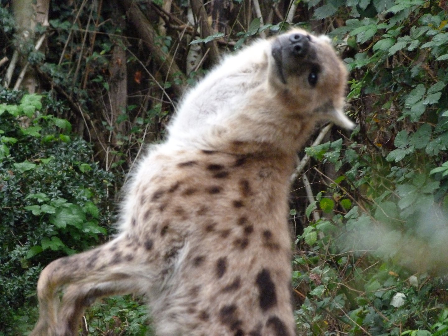 Spotted hyena -Tierpark Berlin (2024)