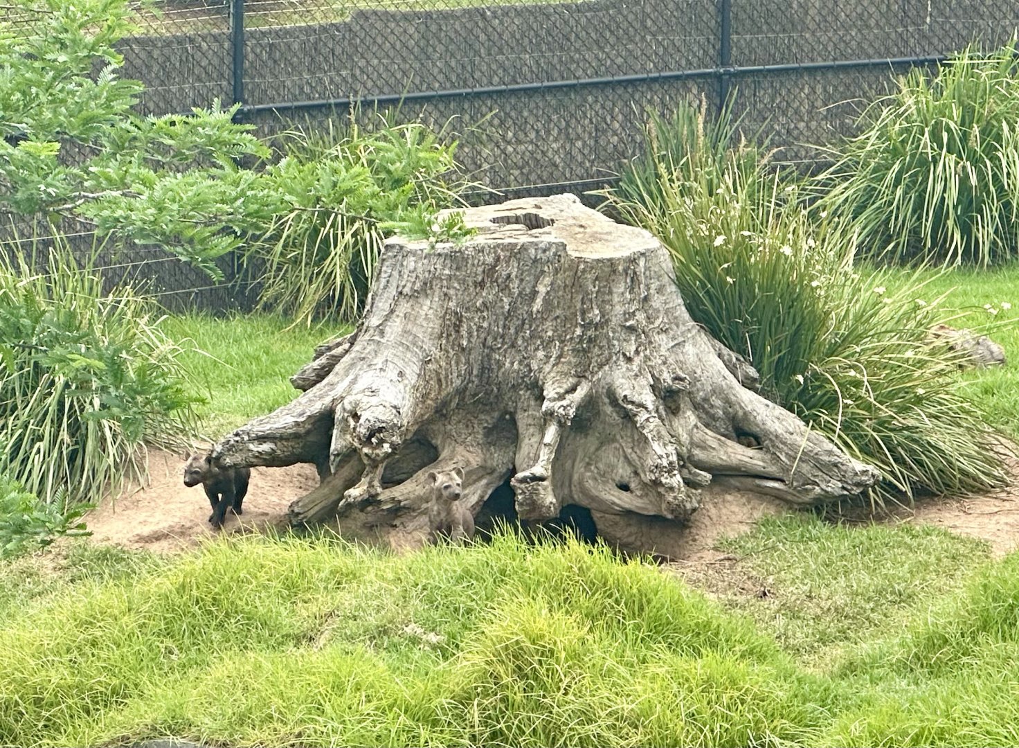 Spotted Hyena Twin Cubs