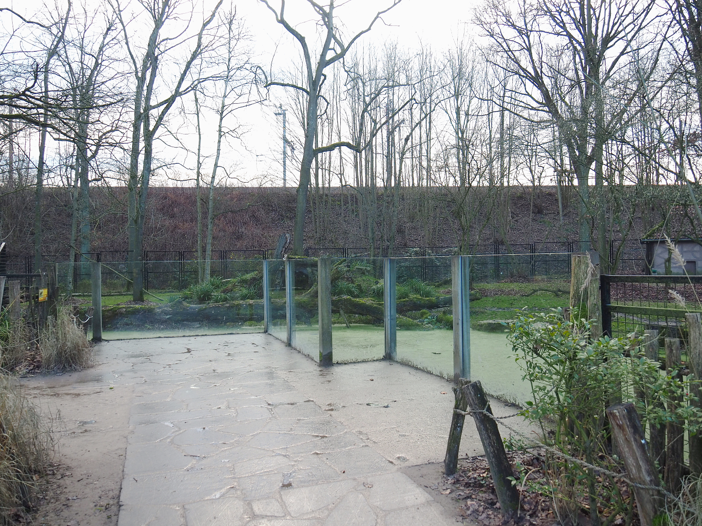 Spotted hyena viewing area, 2022-01-02