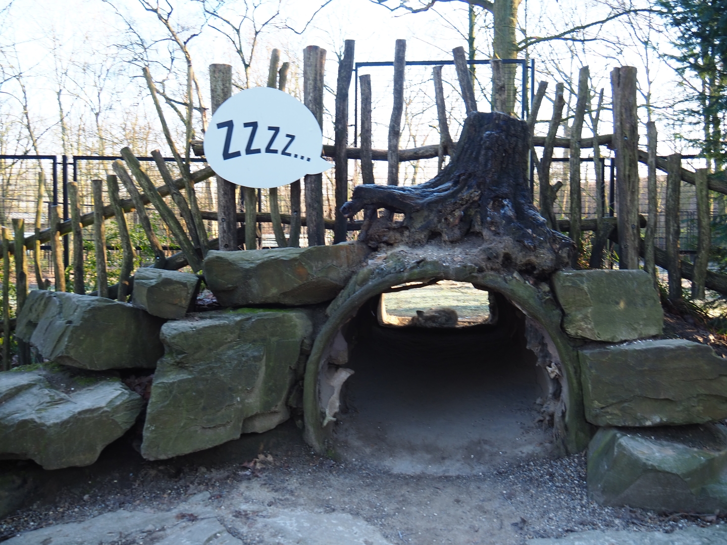 Spotted hyena viewing den (Jan 20th, 2019)