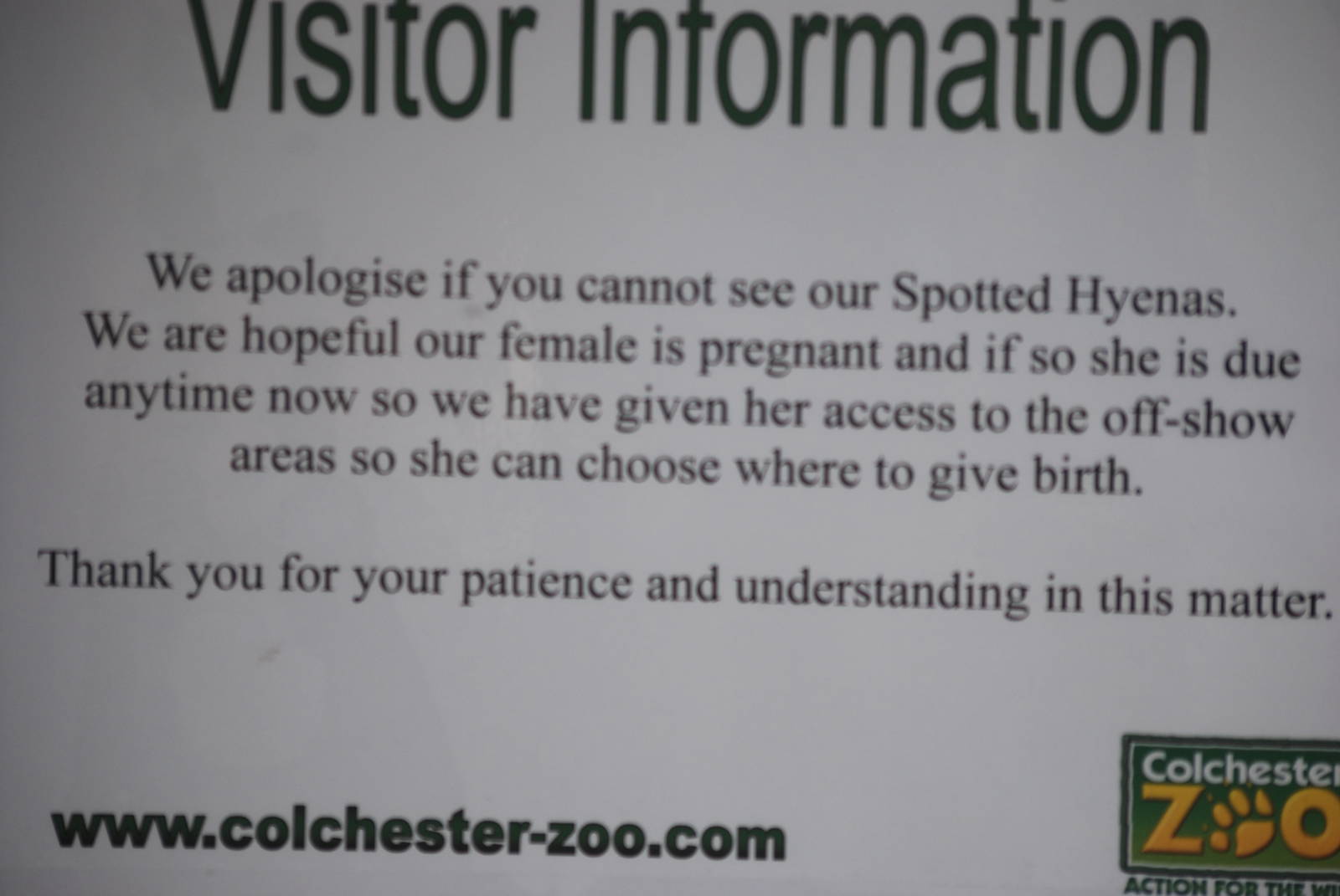 Spotted hyena visitor info
