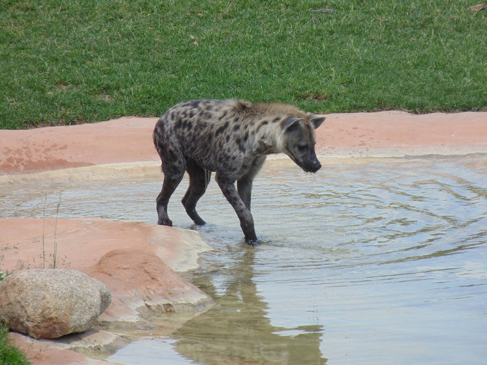 Spotted Hyena Watering Hole Exhibit