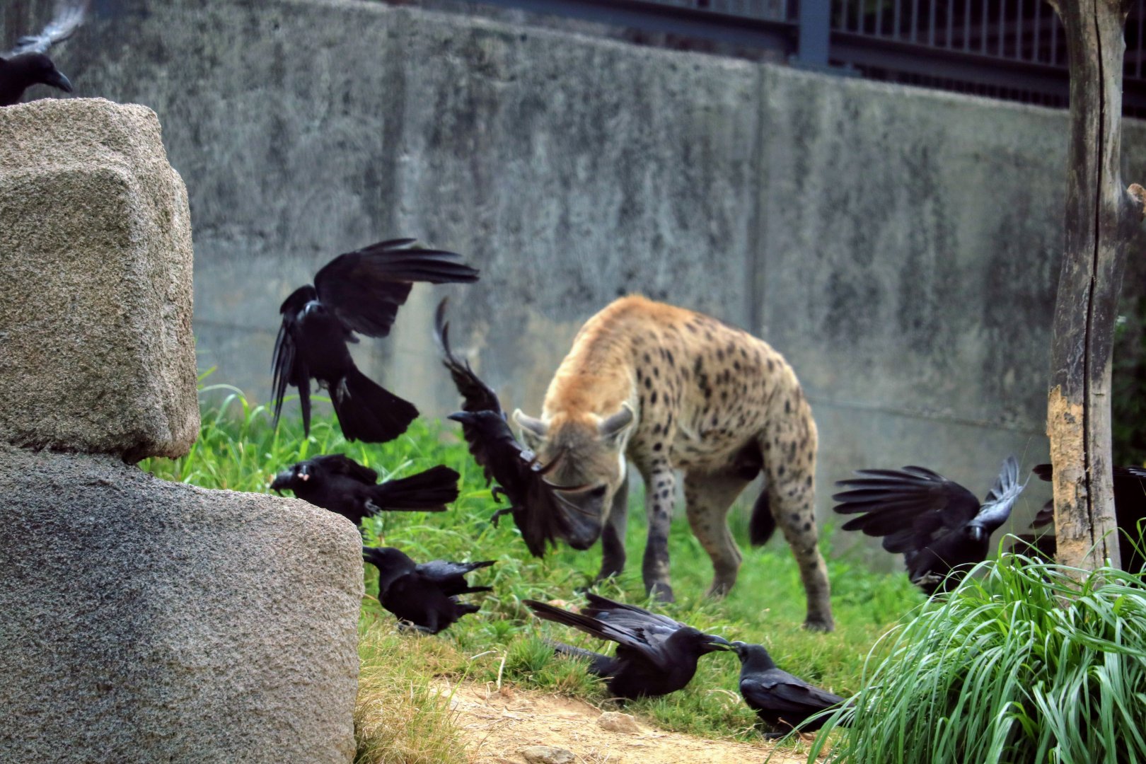 Spotted Hyena with Crows