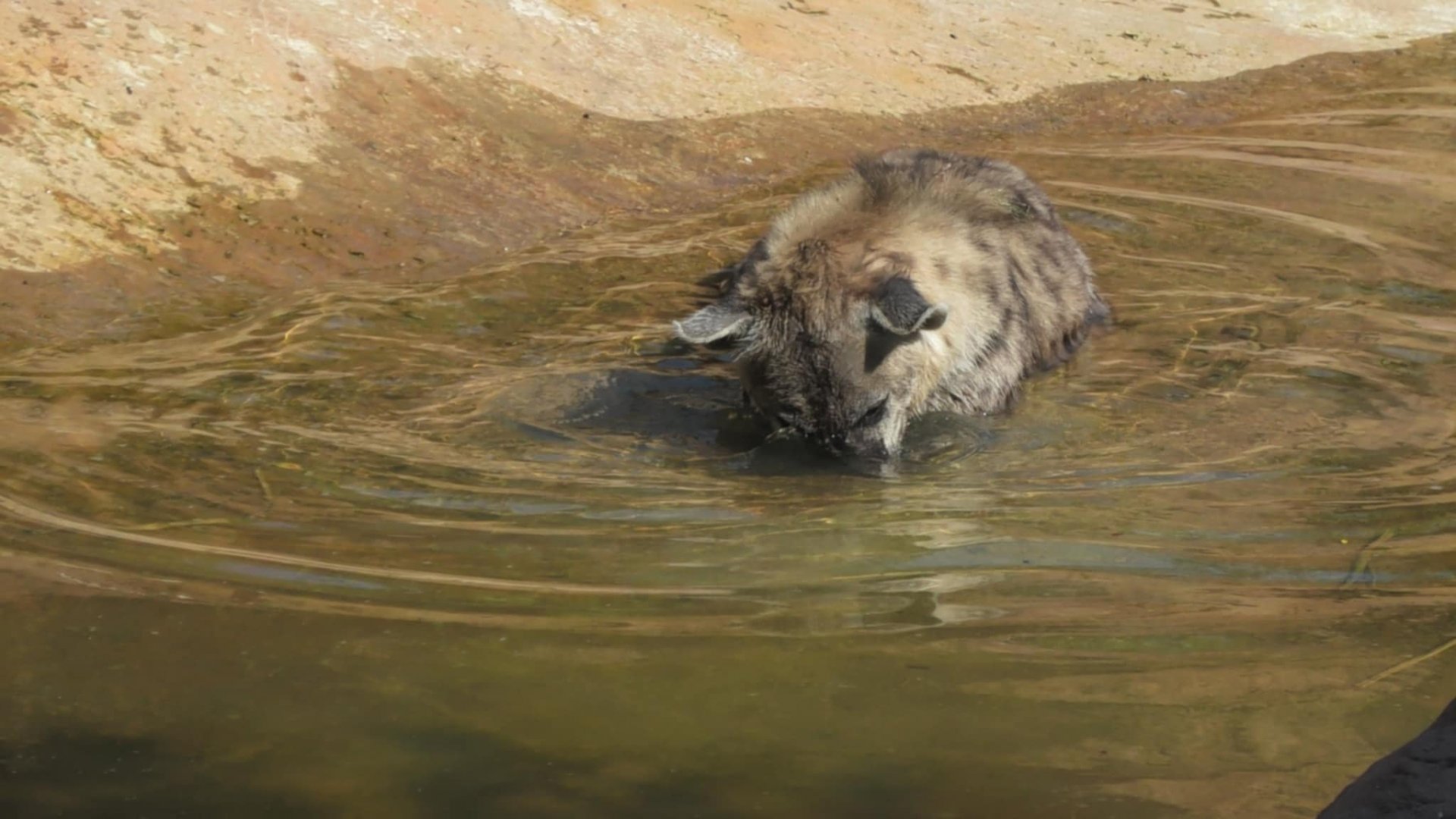 Spotted hyena with face in water
